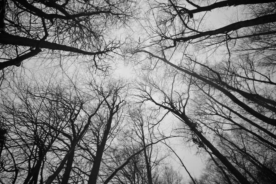 photo of a forest in black and white